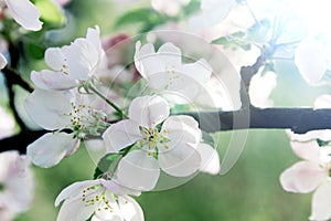 A bright white flower of an apple tree, lit by a bright ray of spring sun. Spring flowering of fruit trees. Gardening