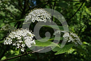 Bright white flower clusters of Wayfaring Tree, latin name Viburnum Lantana