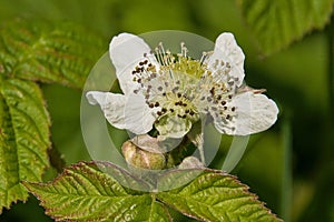 bright white flower of a European dewberry - Rubus caesius photo