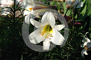 Bright white flower of Lilium longiflorum (Easter lily) in the garden, closeup