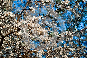 Bright white flowers of apple tree on branches of blooming spring tree in light of sun. Clear