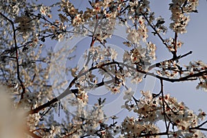 Bright white flowers of apple tree on branches of blooming spring tree in light of sun . Park