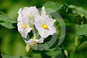 Bright white flowers on a background of green potato leaves