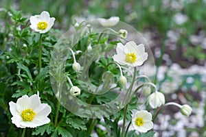 Bright white flowers of oakwood anemone, Anemone nemorosa, on a background of green leaves. Selective focus