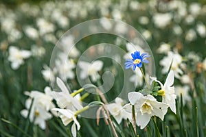 Bright white flowers with one blue being different, standing out