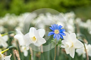 Bright white flowers with one blue being different, standing out