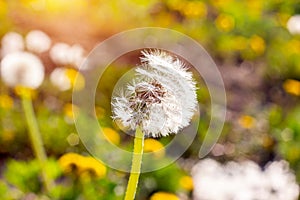 Bright white fluffy blowball dandelion flower plants on green spring field background.