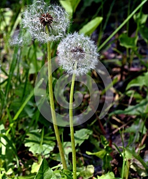 bright white fluffy dandelion on an indistinct natural background