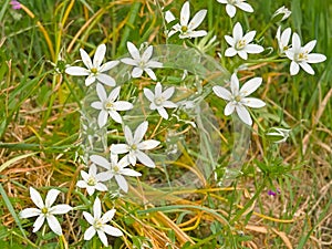 Bright white garden star of Betlehem flowers photo
