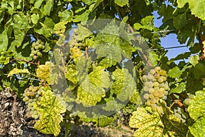 Bright white grapes, berries and colorful leaf at the grape vine, close-up