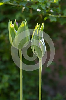 Bright white and green color Viridiflora tulips hybrid Florosa, springtime flowering plants in the ornamental garden