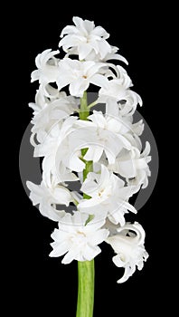 Bright white hyacinth