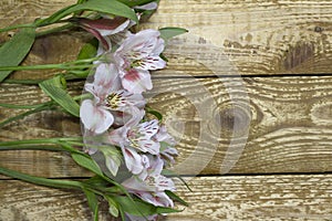 Bright white and pink flowers Alstroemeria on browm wooden textured background close-up