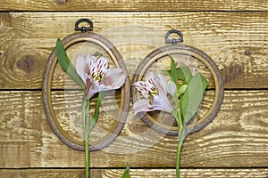 Bright white and pink flowers Alstroemeria and small frames on browm wooden textured background close-up