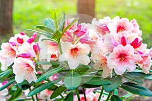 Bright white and pink Rhododendron hybridum Hania blossoming flowers with green leaves in the garden in spring.