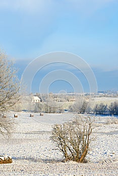 Bright white snow landscape in the countryside with dry shrubs and blue sky on a cold winter day. Frozen land outdoors
