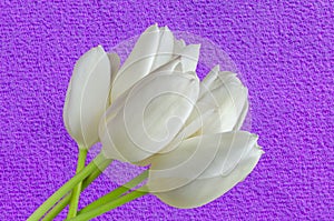Bright white and yellow tulips and green stems on a purple background. Close-up