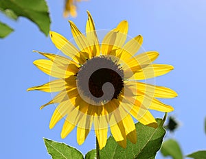 Bright wild sunflower.