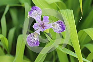 Bright wildflower Iris versicolor bloom photo