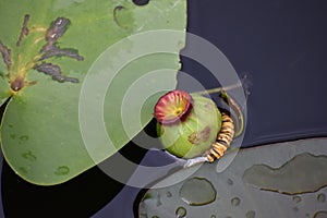 Bright wildflowers growing on lily pads in the wetlands of Florida