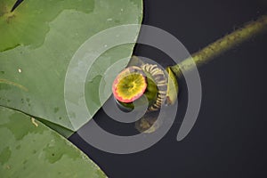 Bright wildflowers growing on lily pads in the wetlands of Florida