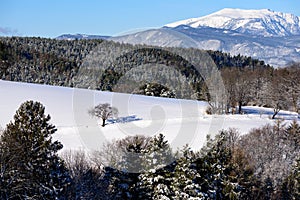 Winter landscape scene of a snow field with trees, forest and a view towards a mountain Schneeberg,Austria