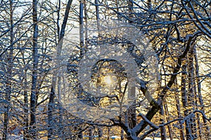 Bright winter day in Sweden. Frosted tree branches. Winter in scandinavia. Landscape wallpaper. Nature