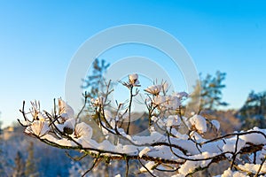 Bright winter day in Sweden. Frosted tree branches. Winter in scandinavia. Landscape wallpaper. Nature