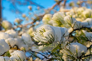 Bright winter day in Sweden. Frosted tree branches. Winter in scandinavia. Landscape wallpaper. Nature