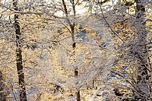 Bright winter day in Sweden. Frosted tree branches. Winter in scandinavia. Landscape wallpaper. Nature