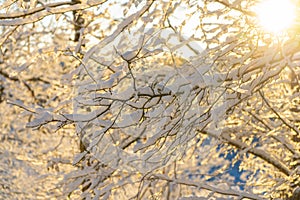 Bright winter day in Sweden. Frosted tree branches. Winter in scandinavia. Landscape wallpaper. Nature