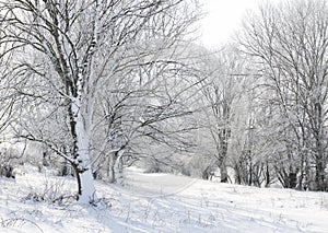 Bright winter forest with snow, beautiful wild landscape with trees and glade