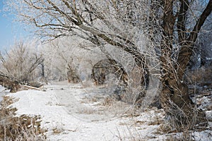 Bright winter forest with snow, beautiful wild landscape with trees and glade