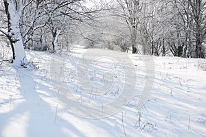 Bright winter forest with snow, beautiful wild landscape with trees and glade