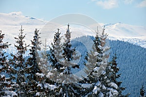 Bright winter landscape with pine tree branches covered with fresh fallen snow in mountain forest on cold wintry day