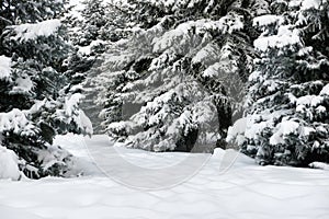 Bright winter landscape. Snowy fir trees.