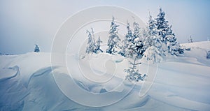 Bright winter panorama of mountain forest with snow covered fir trees. Misty outdoor scene, Happy New Year celebration concept.
