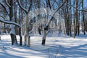 Bright winterland in a forest
