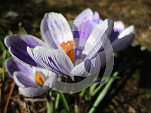 Bright wonderful Whitewell purple Crocus flowers blooming in spring 2019 photo