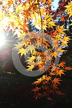 Bright yellow Acer Palmatum or Japanese Maple leaves in the Arboretum in Rogow in Poland