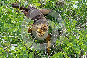 A bright yellow adult land iguana, iguana terrestre in a green bush at South Plaza Island