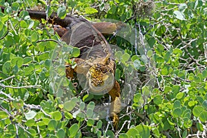 A bright yellow adult land iguana, iguana terrestre in a green bush at South Plaza Island photo