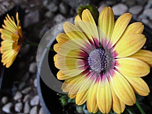 Bright yellow African Daisy flowers close up 2022