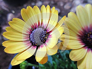 Bright yellow African Daisy flowers close up 2023