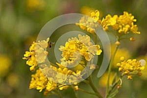 Bright yellow Alyssum flowers, Aurinia saxatilis, blooming in summer, close-up view