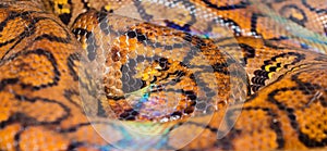 Bright Yellow anaconda Boa Snake skin abstract textured Pattern