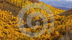 Bright yellow Aspen trees on the slopes of Wasatch mountains in Utah