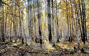 Bright yellow autumn birch forest in october