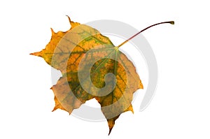 Bright yellow, autumn colorful maple leaf on white isolated background