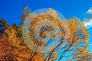 Bright yellow autumn leaves against the blue sky